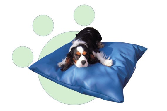 Sofa Pet the soft cushion for your pets